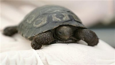 أول ولادة في فرنسا لسلحفاة جالاباغوس العملاقة المهددة بالانقراض