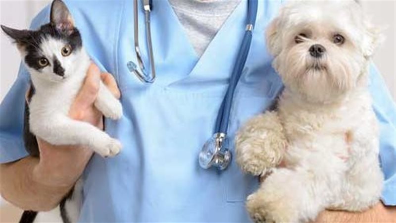 الطب البيطري