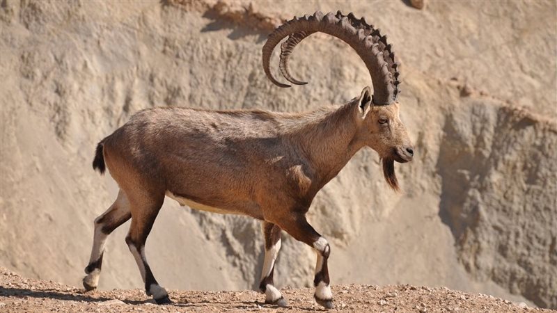 حيوان الوعل النوبي