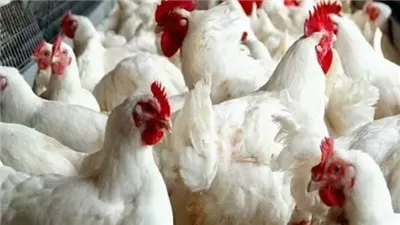  أسعار الفراخ البيضاء في بورصة الدواجن اليوم.. بعد آخر تحديث   