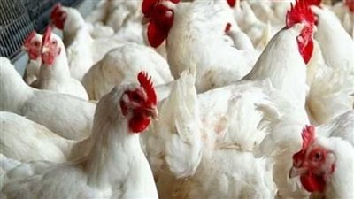 الكيلو بكام .. أسعار الفراخ والبط في بورصة الدواجن اليوم 14-8-2024