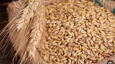 سعر الأرز الشعير والأبيض اليوم السبت 18-8-2024..للتجار والمستهلكين