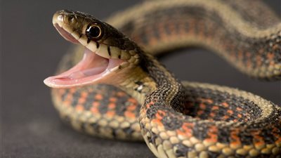 حكم تربية وبيع وشراء الثعابين في الإسلام .. الشرع يحرم