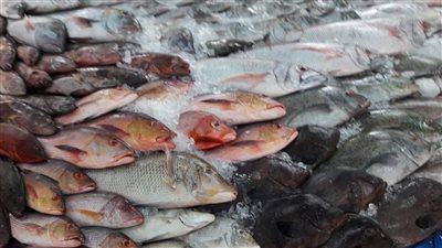 تعرف على أسعار السمك البلطي والجمبري اليوم الإثنين 14-10-2024 في سوق العبور