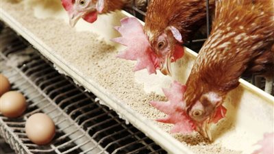 أسعار الدواجن والبط اليوم الاثنين 26-8-2024 في الأسواق