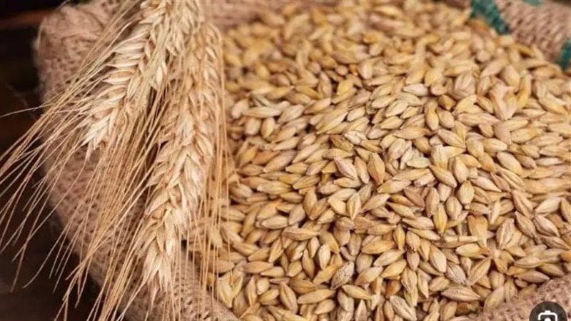 سعر الأرز الشعير