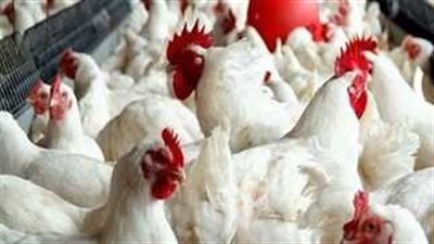 أسعار الفراخ البيضاء في بورصة الدواجن اليوم الأربعاء 4-9-2024