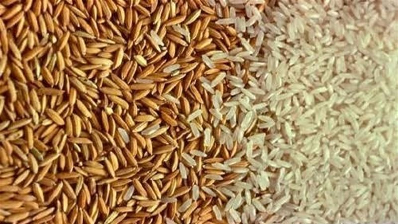 سعر الأرز الشعير