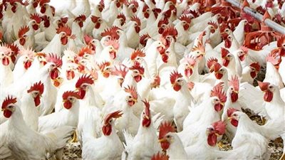 البيضاء والساسو.. تعرف على أسعار الفراخ اليوم الجمعة 13 ديسمبر 2024