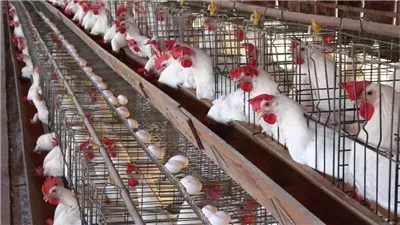 أسعار الفراخ البيضاء في بورصة الدواجن اليوم الجمعة 6-9-2024