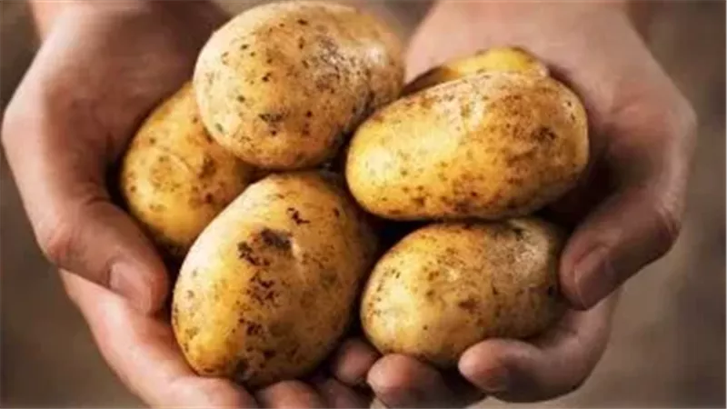 بطاطس