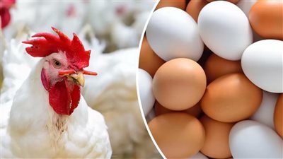 بكام أسعار الدواجن والبط اليوم الأربعاء 11-9-2024 في المزارع والأسواق