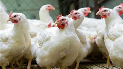 أسعار الفراخ البيضاء في بورصة الدواجن اليوم الأربعاء 11-9-2024