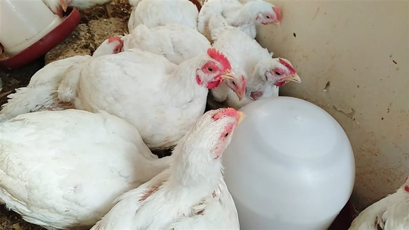 أسعار الدواجن والبط