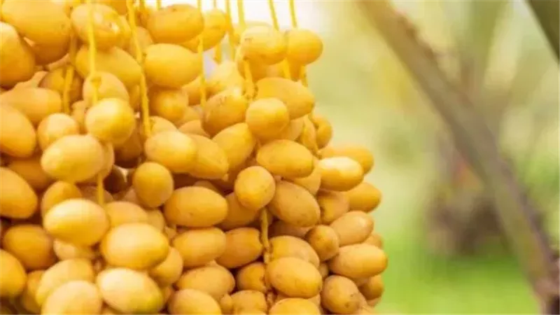 فوائد البلح