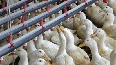 أسعار البط والدواجن اليوم السبت 14 سبتمبر 2024.. استقرار ملحوظ