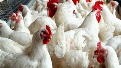 أسعار الدواجن.. سعر الفراخ البيضاء في بورصة الدواجن اليوم الأحد 15-9-2024