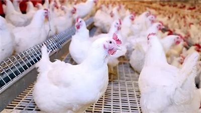 أسعار الدواجن.. سعر الفراخ البيضاء في بورصة الدواجن اليوم الإثنين 16-9-2024