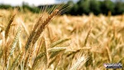 مفاجأة في أسعار الأرز الشعير اليوم الأحد 15-9-2024 داخل الأسواق 