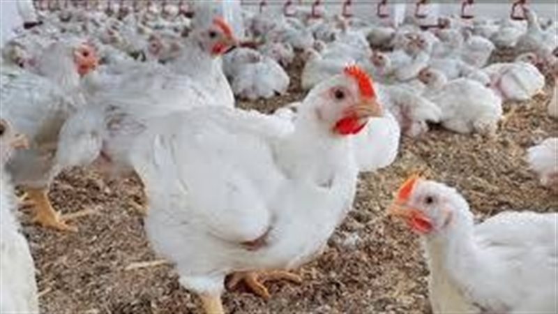 احتكار الدواجن والبيض