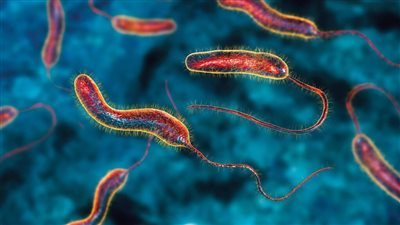 كيف تحمي نفسك من الإصابة؟.. أسباب وأعراض الكوليرا وطرق العلاج والوقاية