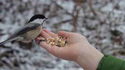 حكايات 3 مشاهد مؤثرة عن الرفق بالحيوان في حياة النبي