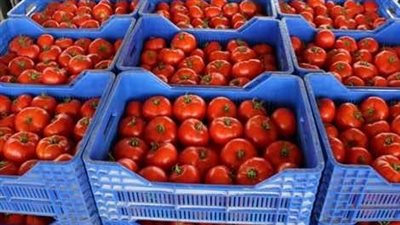 أسعار الطماطم اليوم في سوق العبور.. شوف بعد الزيادة بقت بكام