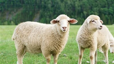 ما حكم من لم يذبح العقيقة وهل هي سنه مؤكدة..كل التفاصيل 