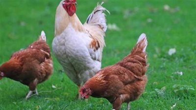 الدواجن في مصر.. أسعار الدواجن والبط اليوم الأحد في الاسواق