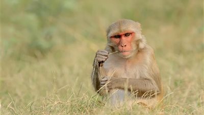 قرود تتنبأ بنتيجة الانتخابات الأمريكية.. دراسة علمية جنونية في جامعة بنسلفانيا!