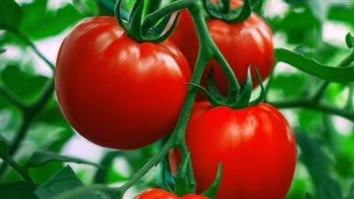 من 50 لـ 8 جنيهات.. نقيب الفلاحين يكشف موعد انهيار أسعار الطماطم في مصر 