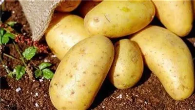  تخطت الـ 25 جنيه.. أسعار البطاطس في الأسواق وموعد انخفاضها