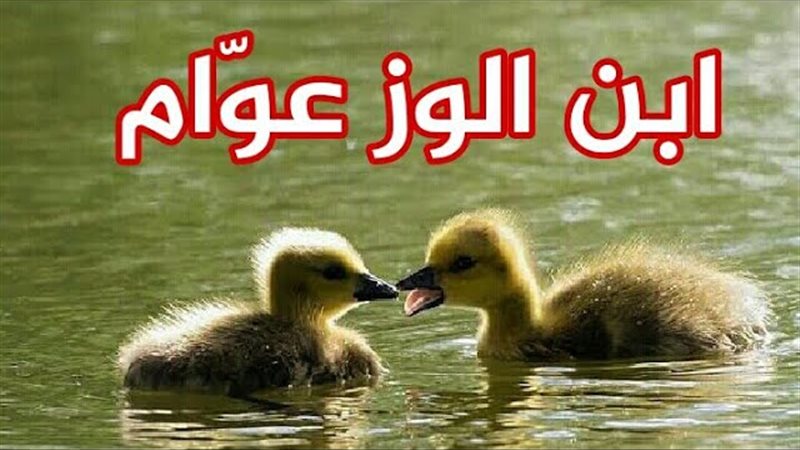 مثل ابن الوز عوام