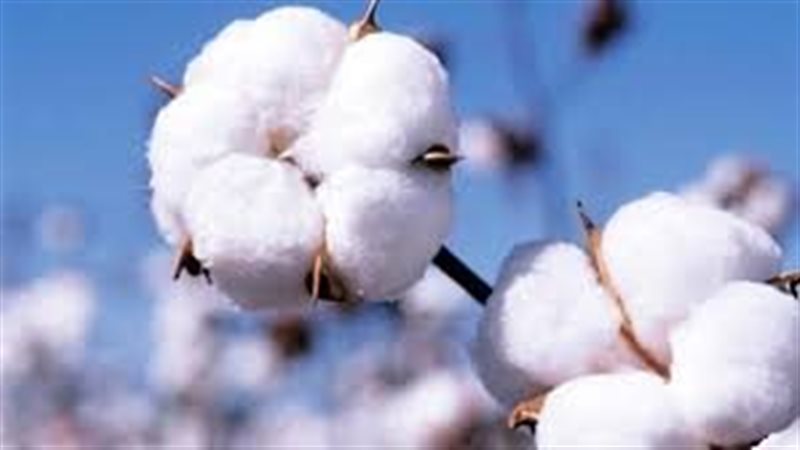 انطلاق مزاد القطن