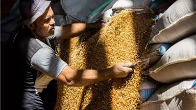 بالأرقام.. آخر مستجدات عمليات توريد القمح بالجيزة