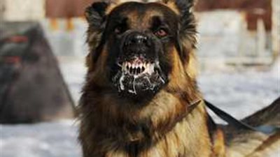 مشـ.ـاجرة بين حانوتي وطالب تنتهي بإصابة شاب في المنيرة الغربية بسبب هجـ.ـوم كلب بيتبول