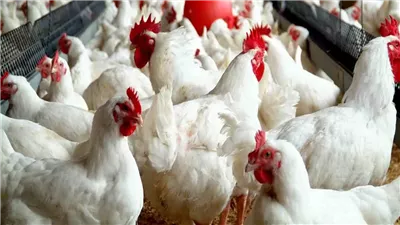 أسعار الفراخ البيضاء في بورصة الدواجن اليوم السبت بعد آخر تراجع 