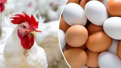 ‎الدواجن في مصر.. أسعار الفراخ والبيض اليوم في الاسواق