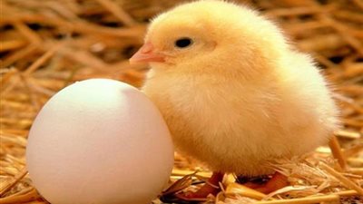 اعرف سعر الكتكوت الأبيض اليوم عمر يوم 20-11-2024 داخل الشركات وبورصة الدواجن