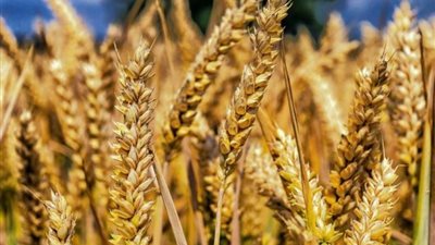 مفاجأة بشأن سعر طن الأرز الشعير اليوم الثلاثاء 8-10-2024 داخل المضارب