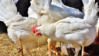 أسعار الدواجن في مصر.. سعر الفراخ والبط اليوم السبت 12-10-2024