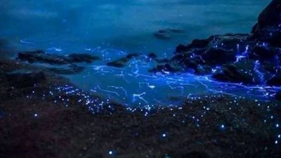 هل هناك علاقة بين الجمبري وبكاء الصخور في شواطئ اليابان؟ 