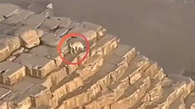 «صدق أو لا تصدق» كلب بلدي يتسلق قمة هرم خفرع..إليكم التفاصيل 