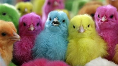 تعرف على أسعار الكتاكيت البيضاء في مصر اليوم 21 أكتوبر 2024