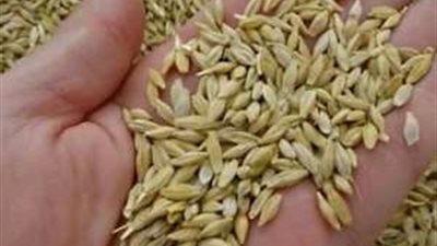 مفاجأة في أسعار الأرز في مصر اليوم الأربعاء.. إليك التفاصيل 