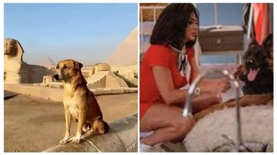 رانيا يوسف: إشمعنى كلب الهرم يتكرم وكلب فيلم