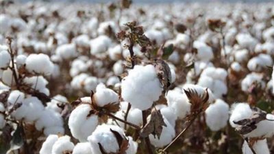 سعر قنطار القطن اليوم في مصر بمختلف المحافظات.. اعرف تفاصيل المزادات 