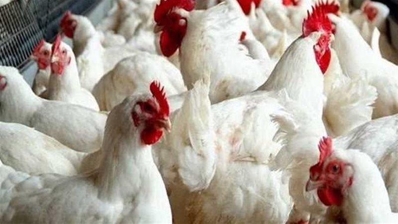 أسعار الدواجن اليوم