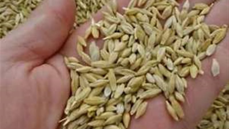 سعر طن الأرز الشعير