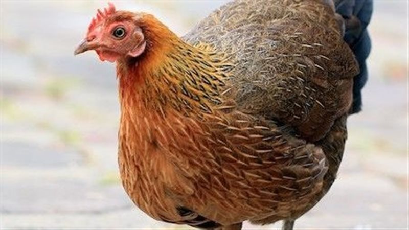 أسعار الدواجن البيضاء